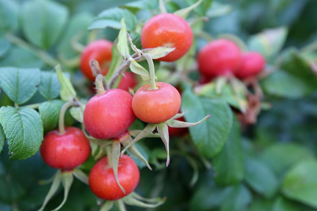 Natuurlijk Genieten Bemmel المظهر الخارجي الصورة