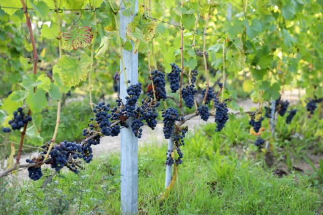 Natuurlijk Genieten Bemmel المظهر الخارجي الصورة
